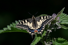 David Plant Photography - Wildlife Photography - Swallowtail - G